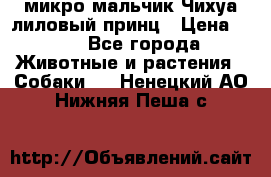 микро мальчик Чихуа лиловый принц › Цена ­ 90 - Все города Животные и растения » Собаки   . Ненецкий АО,Нижняя Пеша с.